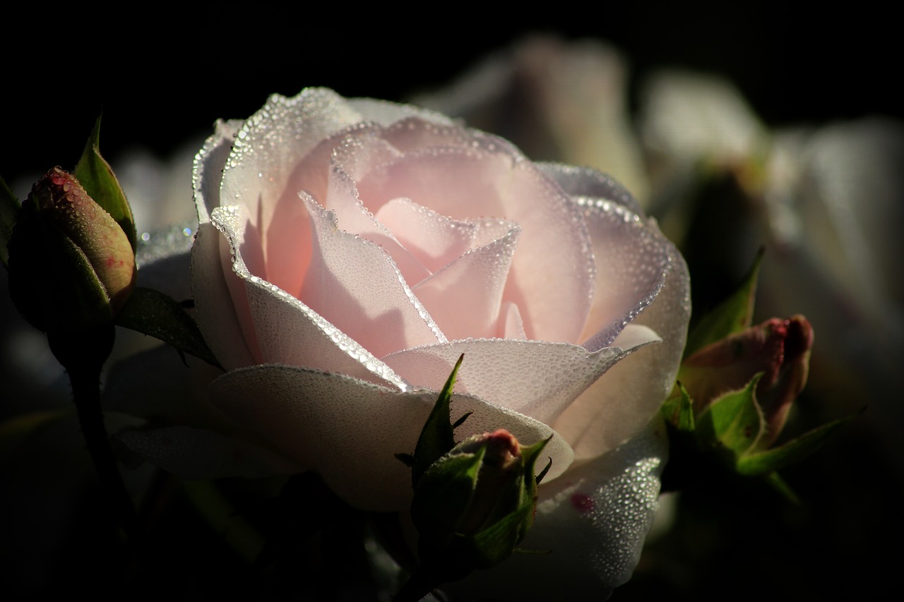 Mnogość róż – nowe odmiany róż. Róża pomarszczona biała, deep water