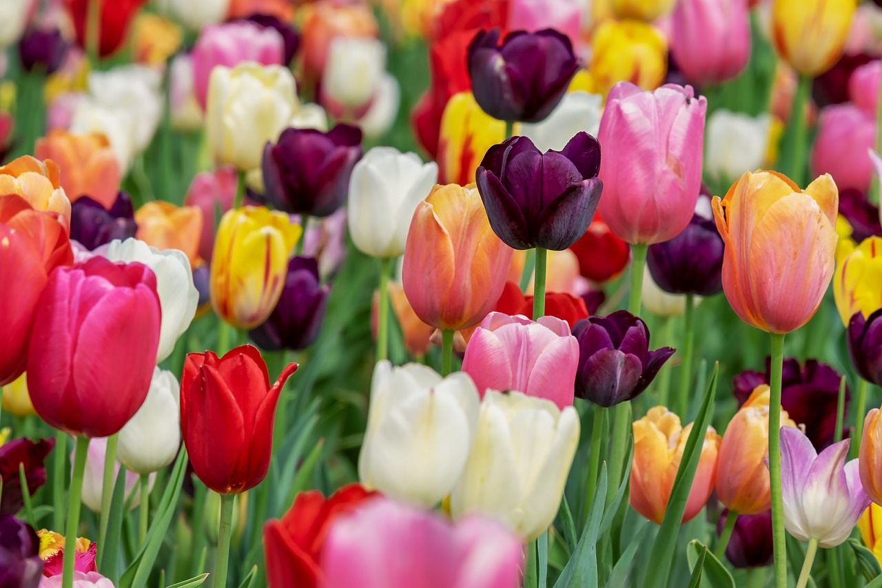 Dzień tulipana – wystawa tulipanów. O pięknie tulipana – Chrzypsko Wielkie – kraina tulipanów