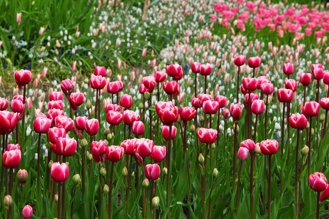 Tulipany górą – ogród botaniczny Łódź, Poznań tulipany