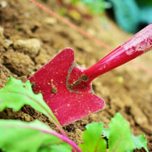 Rośliny do ogrodu na działce – gatunki odpowiadające na różne warunki glebowe